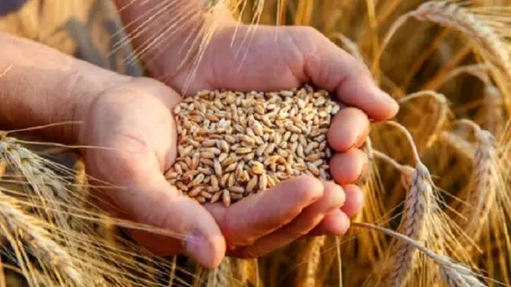 أول شحنة قمح روسي لمصر بعد تأخير دام ثلاثة أشهر