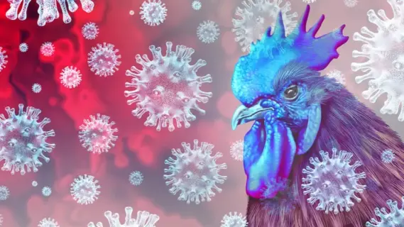 تحذيرات أمريكية من خطر جائحة إنفلونزا الطيور وبريطانيا تستعد باللقاحات