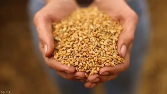 شحنة قمح روسية ثانية تتجه إلى مصر رغم التأخيرات