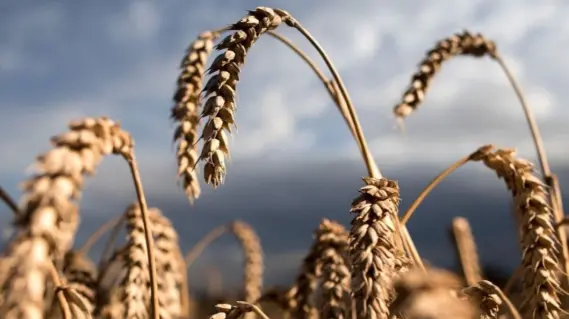 مصر تؤمن مخزونها من القمح حتى منتصف عام 2025