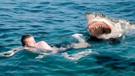 مقتل سائح واصابة آخر في هجوم «سمكة قرش» بأحد المنتجعات السياحية في مصر