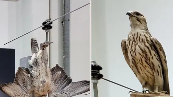 UAE: Abu Dhabi Prohibits Harmful Methods to keep birds away