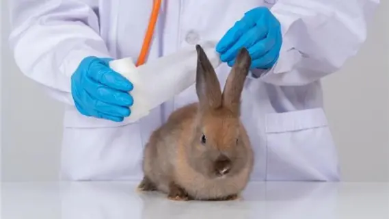 تزايد حالات حمى الأرانب في الولايات المتحدة خلال آخر عشر سنوات