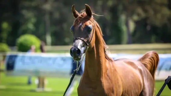 «إتش إم الشاهين» يتوج بلقب البطولة الوطنية للخيول العربية في أبوظبي