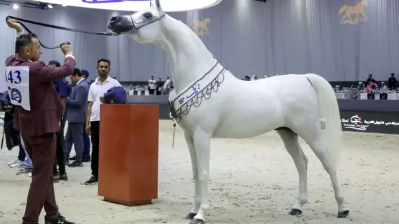 تتويج أبطال النسخة 22 من بطولة دبي الدولية للجواد العربي