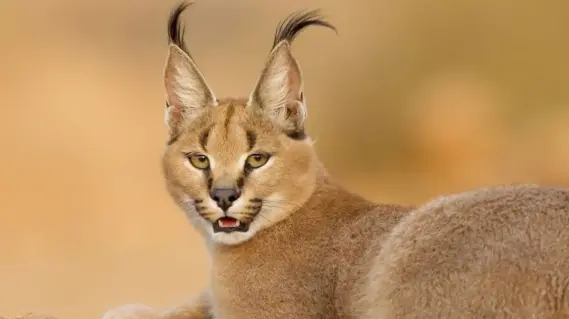 ما هو الوشق المصري الذي أثار الجدل بعد واقعة الحدود الإسرائيلية؟