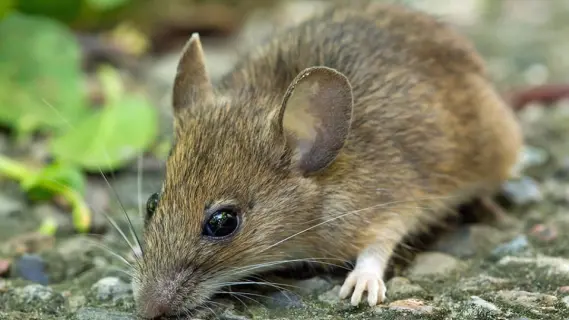 فأر الحقل يهدد المحاصيل في راشيا ووزارة الزراعة تتخذ خطوات فعالة