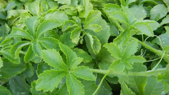 فوائد مذهلة لعشبة "جياوجولان" الخلود وتأثيرها الإيجابي على الصحة والعمر