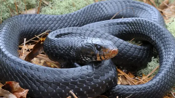 ثعبان ضخم يبتلع ستينية في إندونيسيا