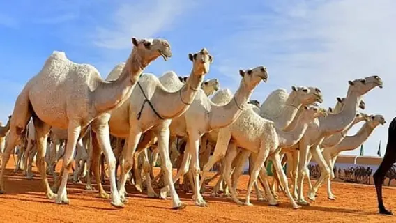 انطلاق النسخة الثانية من مزاد الإبل بدومة الجندل وسط استعدادات شاملة