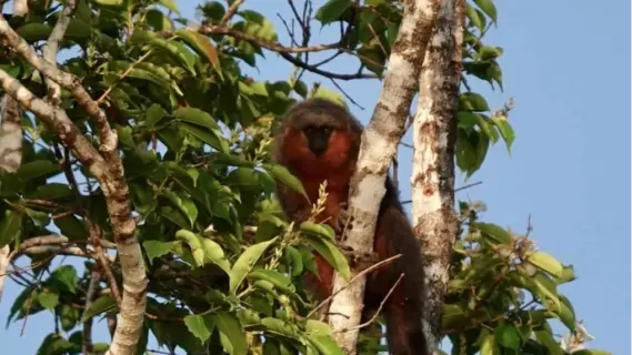 سباق محلي لإنقاذ قردة تيتي المهددة بالانقراض في الأمازون البرازيلية