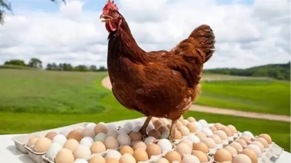 استقرار أسعار الفراخ وانخفاض البيض في أسواق الأقصر اليوم الأحد 20 إبريل 2025