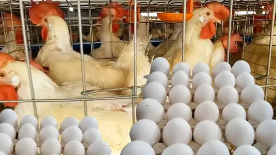 تقرير عن أسعار الدواجن والبيض في الأسواق المصرية اليوم السبت