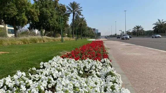 بلدية أبو ظبي تزيّن أحد شوارع الإمارة بـ 98 ألف شجيرة وزهرة موسمية