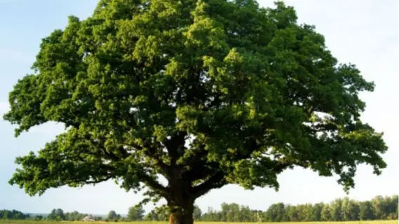 تحذير من الدفاع المدني الأردني: تجنبوا رمي أعقاب السجائر قرب الأشجار