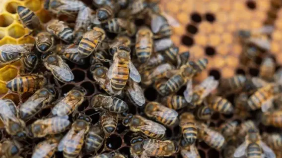 تحذيرات للجمهور بعد فرار 250 مليون نحلة في أمريكا