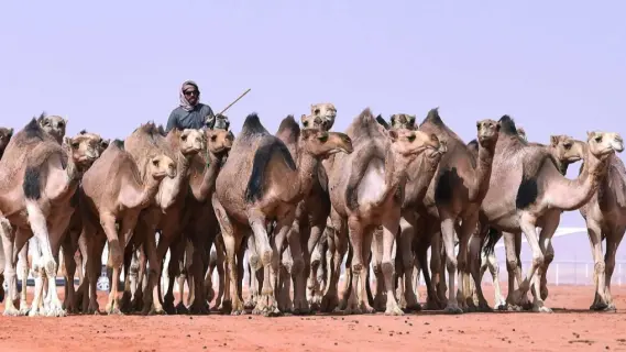 Saudi Arabia to Launch Livestock Sales by Weight Next June