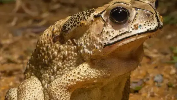 السياحة تتزايد في غابة بورنيو بسبب الضفادع الغريبة