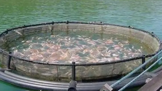 إزالة مزارع سمكية مخالفة بجنوب بورسعيد على 97 فدانًا