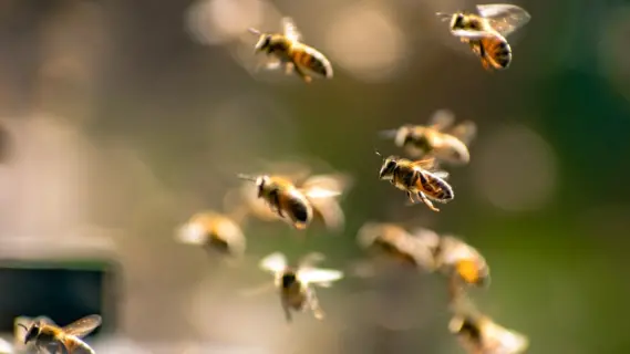 Bee Attack in Aurillac Injures 24, Including Three Critically
