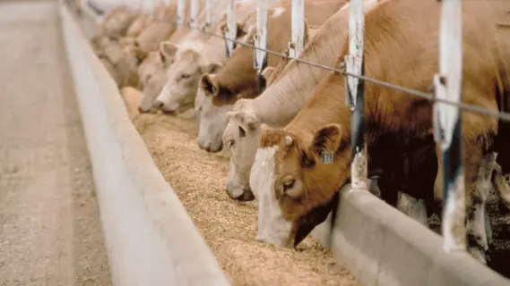 السعودية تعتمد التحسين الوراثي لزيادة إنتاج الحليب من الأبقار
