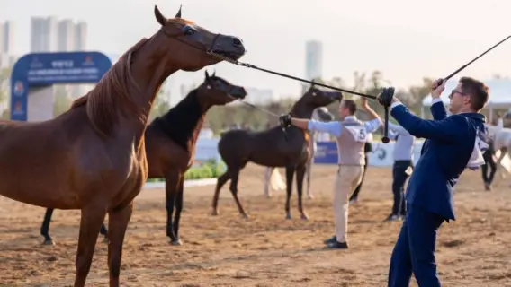 ختام رائع لكأس الإمارات لجمال الخيل العربية في الصين