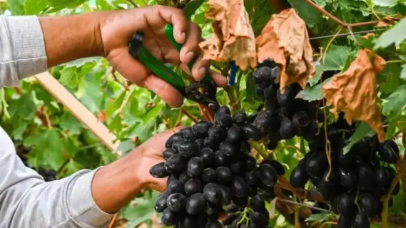 Saudi Arabia Harvests Over 122,000 Tons of Local Grapes This Summer