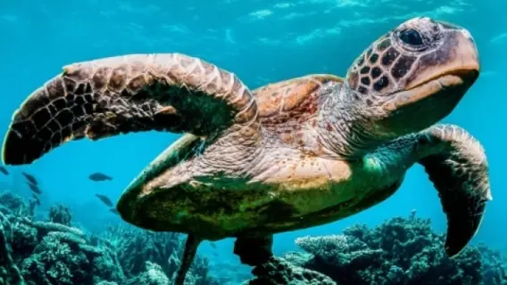 اجتماع في جدة لحماية الشعب المرجانية والسلاحف البحرية