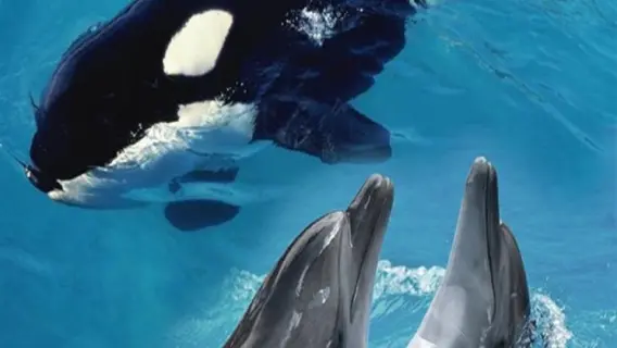 الدراسة تكشف عن لقاءات ودية بين الدلافين والحيتان