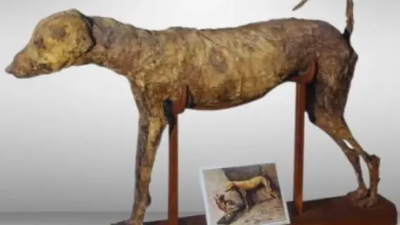 عرض مومياء نادرة لـ«كلب صيد ملكي» في المتحف المصري