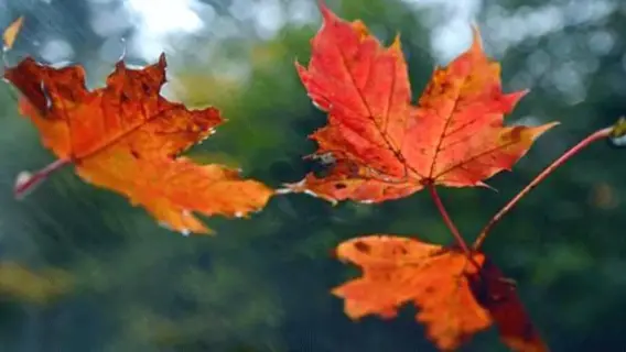 متى يبدأ فصل الخريف في السعودية هذا العام؟