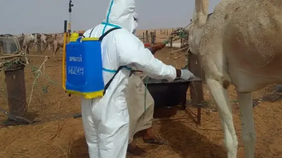 وفيات حمى الوادي المتصدع تصل إلى 7 في شمال السنغال