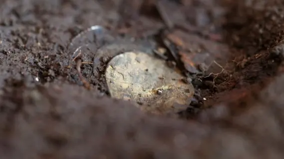 Discovery of Sweden's Largest Silver Treasure Unveiled