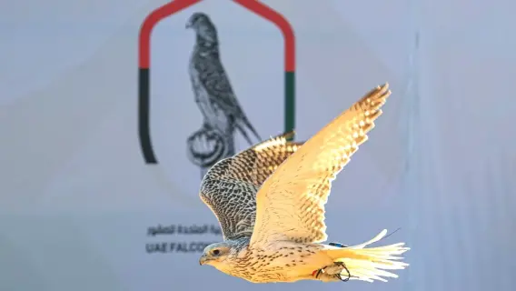 الوزير المطيري: جميع الجهود موجهة لإنجاح كأس الإمارات للصقور بالكويت