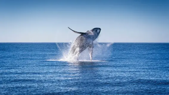 Whale and dolphin migration is disrupted by climate change