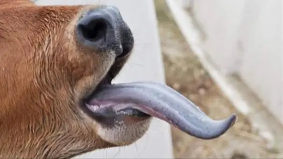 ارتفاع عدد حالات الإصابة بفيروس اللسان الأزرق إلى 1192 حالة في بلجيكا