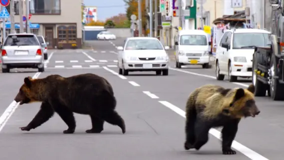 Japan to Enlist Hunters Amid Rising Bear Attacks