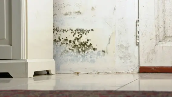 'Systemic Failures' at Every Level in UK Insulation Scheme, MPs Informed