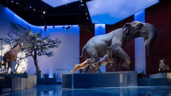 Crown Prince Opens Natural History Museum Abu Dhabi in Saadiyat