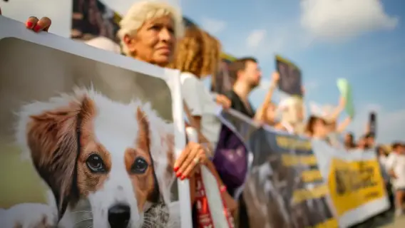 آلاف المتظاهرين من الأتراك يحتجون على قانون "إزالة الكلاب الضالة"