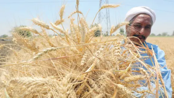 مصر تحقق صفقة تاريخية لتوريد القمح لسد احتياجاتها الغذائية