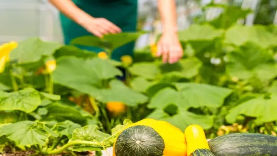 UAE announces 20,000 jobs in food sector