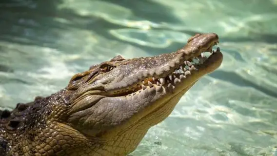 غزو التماسيح للمنازل في فلوريدا بعد إعصار ميلتون المدمر