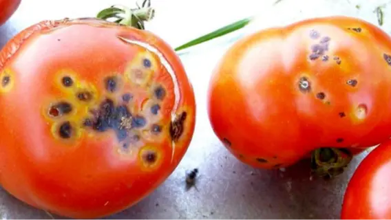 حقيقة الثقوب السوداء في الطماطم: نقيب الفلاحين يرد على الشائعات