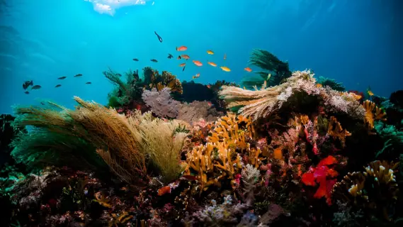 Saudi Arabia imposes 10-year jail, SR30m fine for marine environment tampering