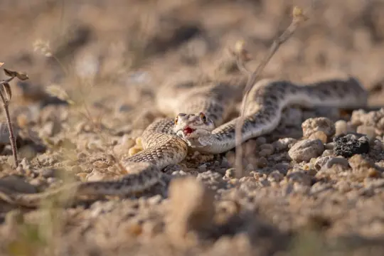 Al-Zaidan: The Muwaila snake “Abu Al-Oyoun” found in Al-Julaia, Al-Salmi, and Sabah Al-Ahmad