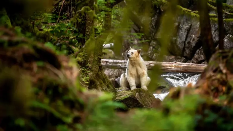 دب روح أبيض يتجول في غابة مطيرة