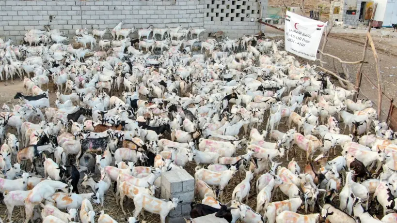مجلس الإمارات للإفتاء يوضح شروط الأضاحي