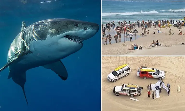 Shark Attacks in Australia