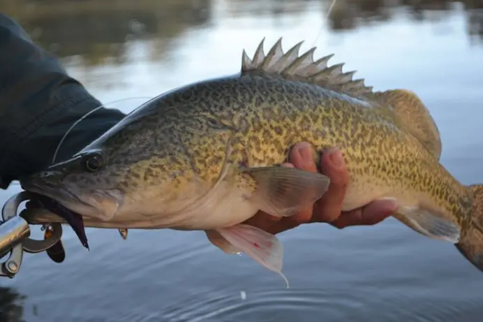 Murray cod Fish